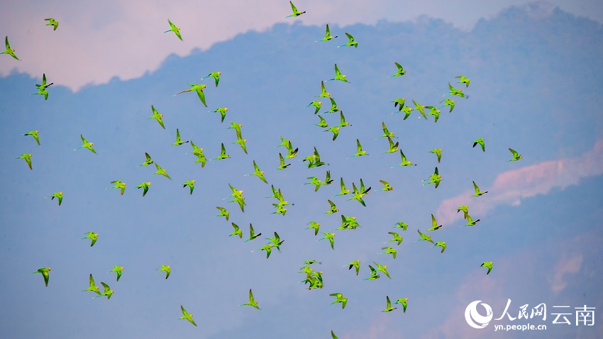 Kawanan Burung Bayan Terbang Bawah Matahari Terbenam