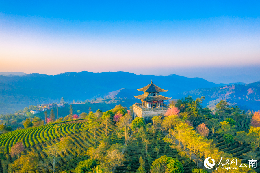 Bunga Ceri Semakin Mekar di Yunnan Menjelang Musim Bunga