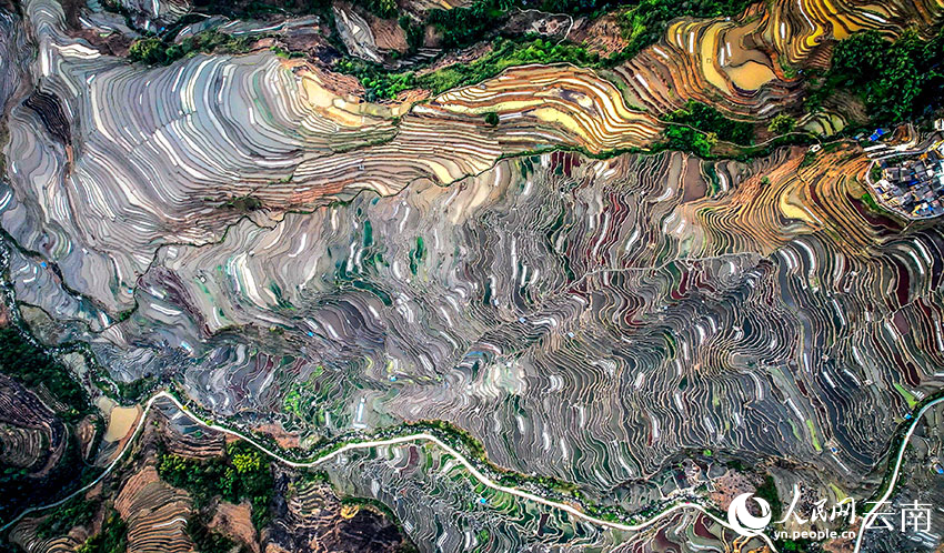 Tiba Musim Semai Padi di Sawah Teres Yunnan