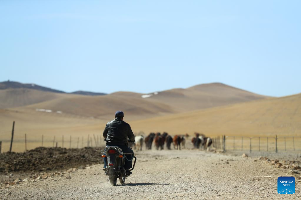 Musim Paling Sibuk bagi Gembala di Mongolia Dalam