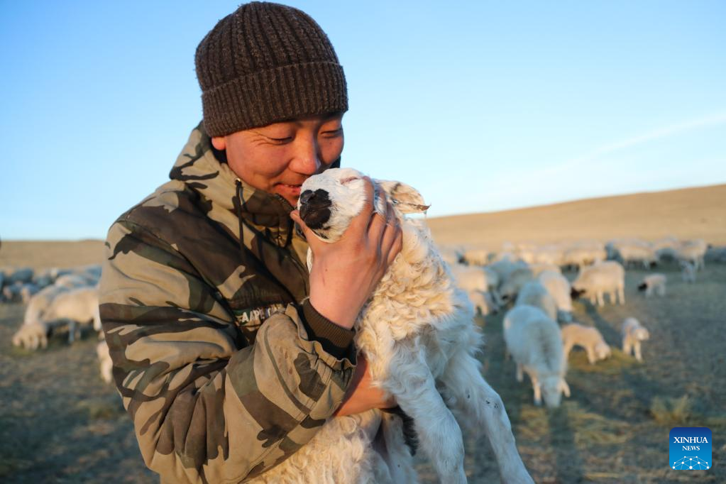 Musim Paling Sibuk bagi Gembala di Mongolia Dalam