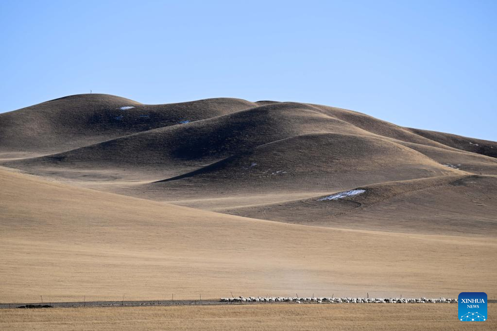 Musim Paling Sibuk bagi Gembala di Mongolia Dalam