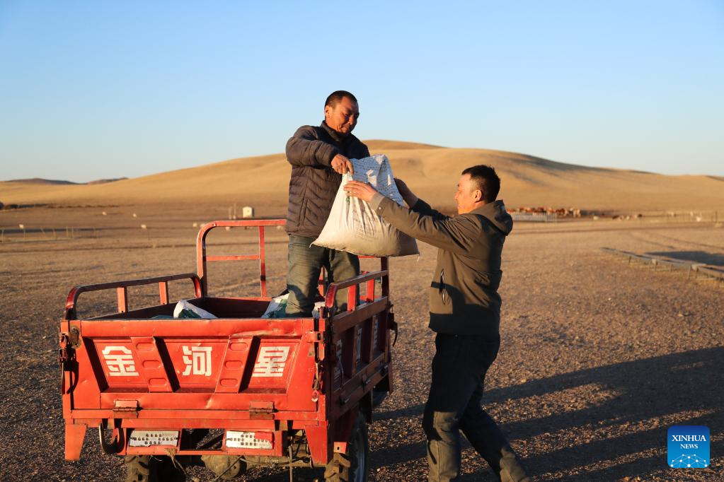 Musim Paling Sibuk bagi Gembala di Mongolia Dalam