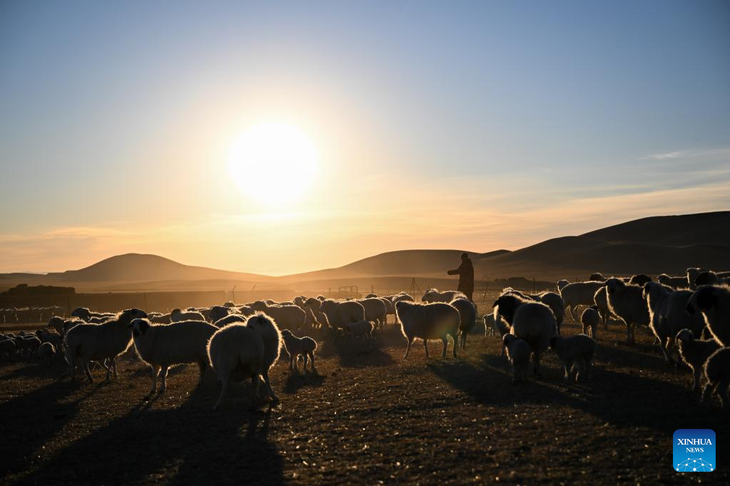 Musim Paling Sibuk bagi Gembala di Mongolia Dalam