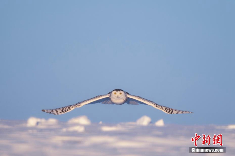 “Hedwig” di Medan Salji Hulunbuir