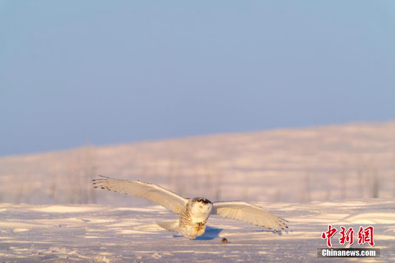 “Hedwig” di Medan Salji Hulunbuir