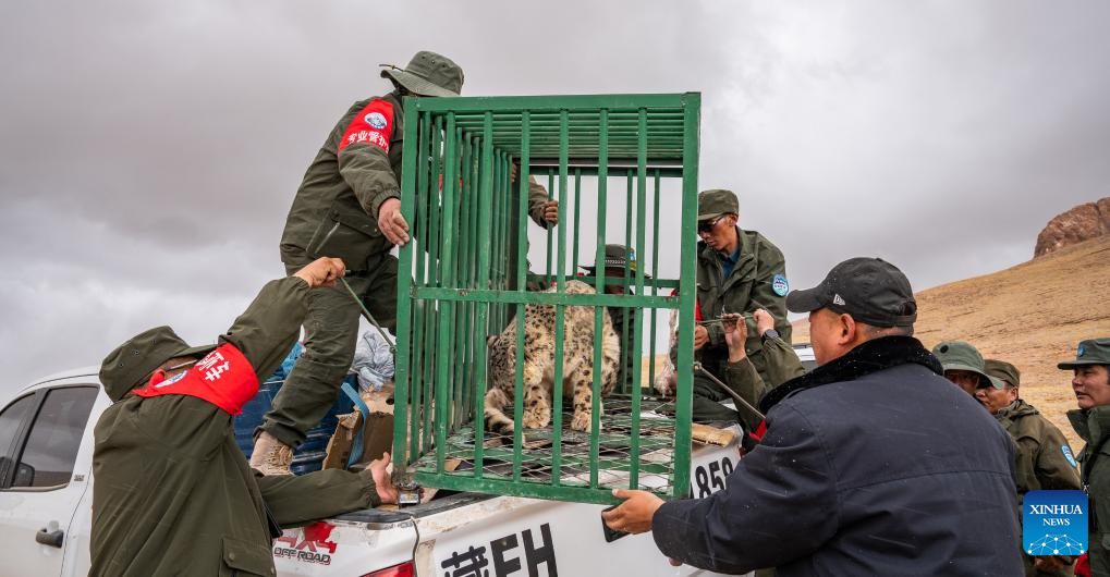 Persediaan untuk melepaskan harimau bintang salji di Simpanan Alam Semula Jadi Kebangsaan Changtang, di Wilayah Autonomi Xizang, barat daya China pada 7 Mei 2024. (Xinhua/Tenzin Nyida)