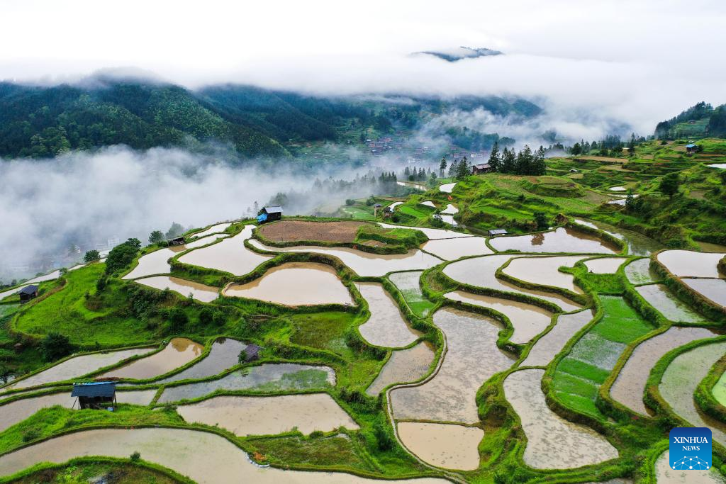 Siri foto panorama dari sudut udara yang diambil menggunakan dron pada 19 Mei 2024 ini memperlihatkan pemandangan teres di kampung Yangdong, kaunti Liping, provinsi Guizhou, di barat daya China. (Xinhua/Yang Wenbin)