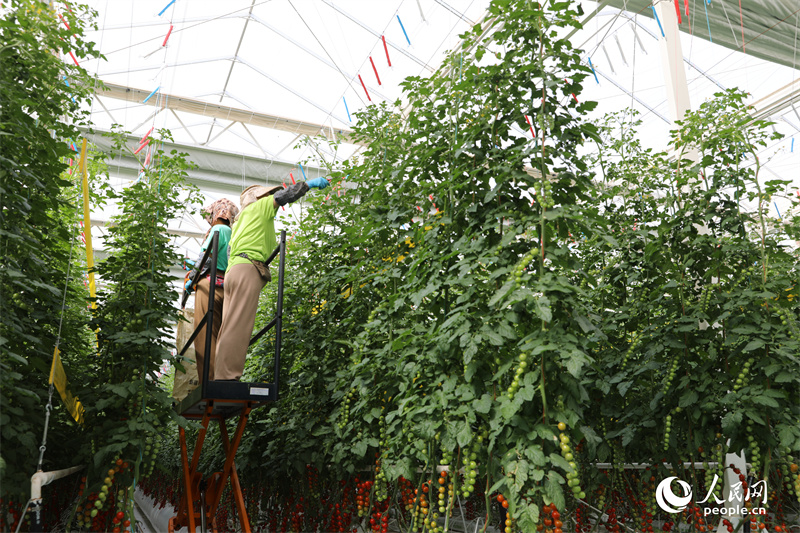 Pekerja mencantas daun-daun tua dan memusingkan buah tomato. Taman Pertanian Pintar Runtai menawarkan peluang kerja kepada penduduk kampung sekitar. (People’s Daily Online/Ebulayi Duishan)