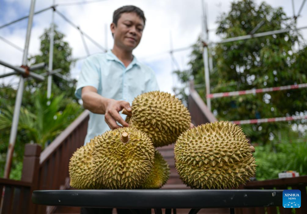 Foto bertarikh 20 Julai 2024 ini menunjukkan durian tempatan di kebun durian yang terletak di Bandar Sanya, provinsi Hainan, selatan China. (Xinhua/Pu Xiaoxu)