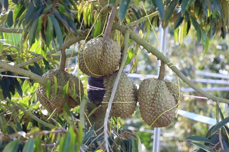 Gambar ini menunjukkan Durian yang ditanam di perkebunan di Sanya, provinsi Hainan, Selatan China. (Foto/Xinhua) 