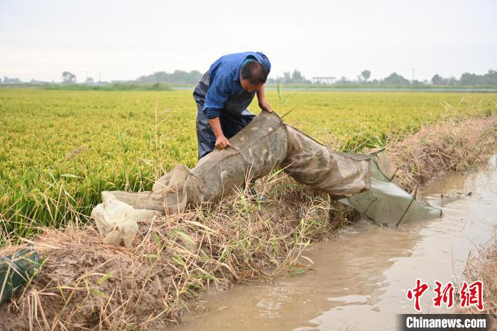 Ketam Sawah antara Hasil 3,000 Ekar Tanah Tandus Hebei