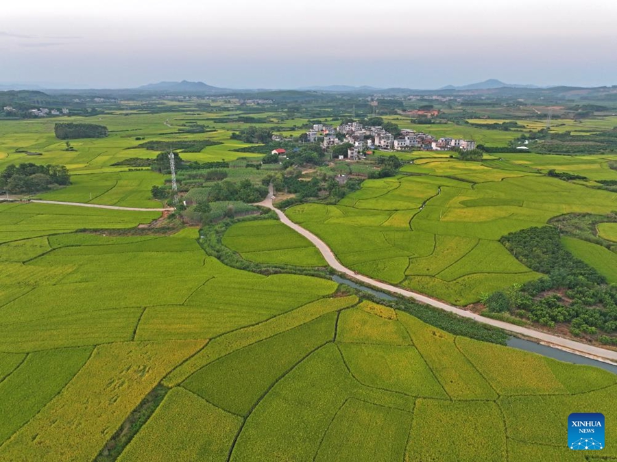 Foto dron bertarikh 10 Oktober 2024 ini menunjukkan tanah-tanah ladang di pekan Sicun, kaunti Xiangzhou, bandar Laibin, Wilayah Autonomi Zhuang Guangxi, selatan China. (Xinhua/Zhou Hua)  