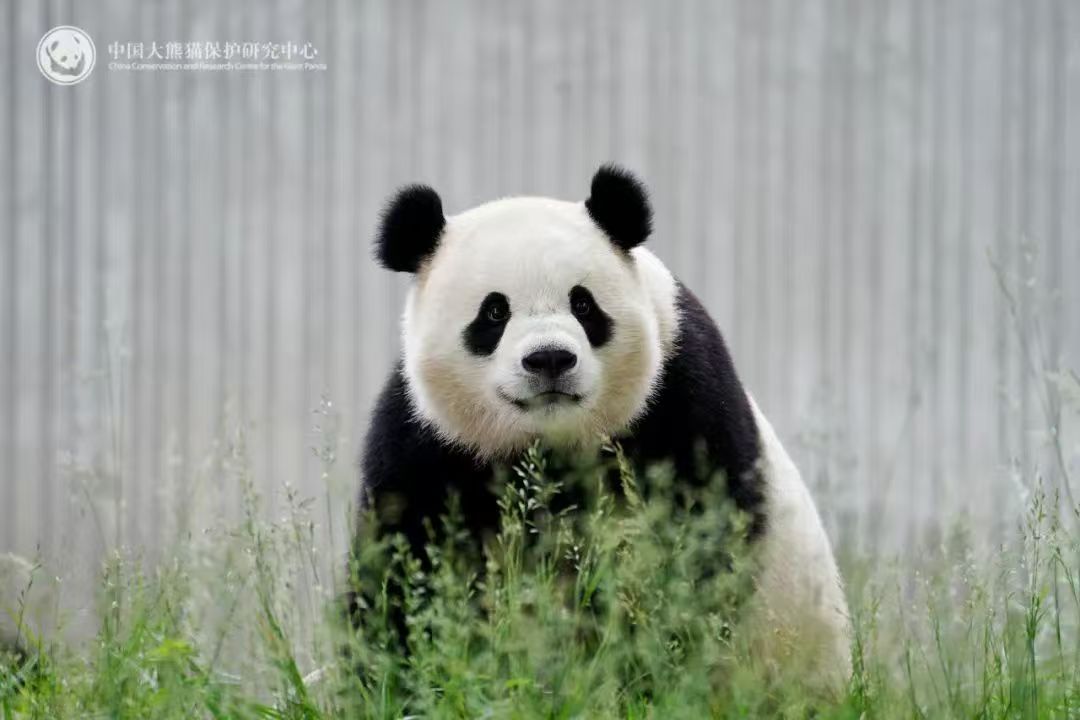 Panda Gergasi Bao Li dan Qing Bao akan ke Zoo Washington