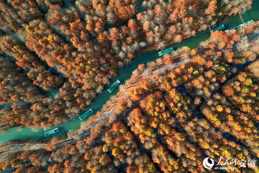 Pelancong bersiar-siar menaiki bot melalui hutan sipres paya di taman paya yang terletak di pekan Fangtang, bandar Ningguo, Provinsi Anhui, timur China. (People’s Daily Online/Li Ximeng)