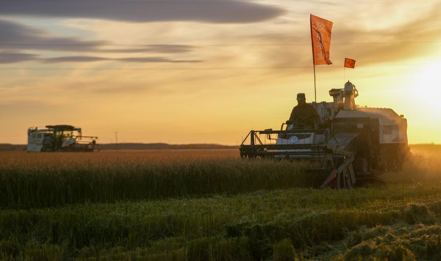 Jentera pertanian sedang bekerja di sawah padi di Bandar Fuyuan, Provinsi Heilongjiang, timur laut China pada 11 Oktober 2024. (Xinhua/Wang Jianwei)